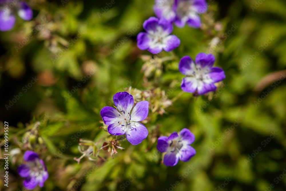 Storchenschnabel Storchenschnabel