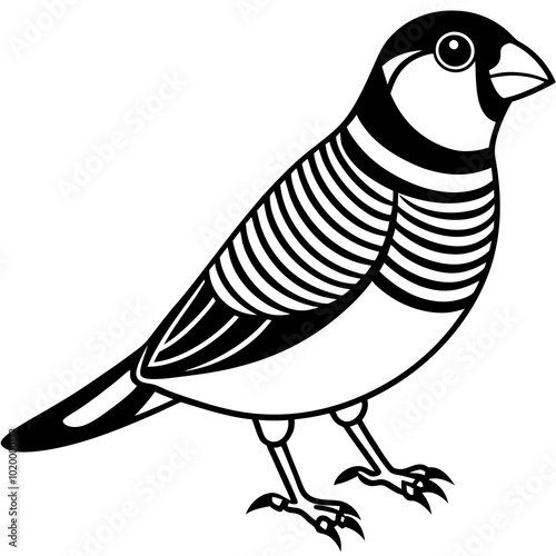 illustration of zebra finch bird