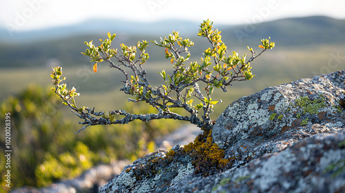 beautiful closeup of branches, rocksand fynbos on a hill, beautiful nature, moss, blurred background photo