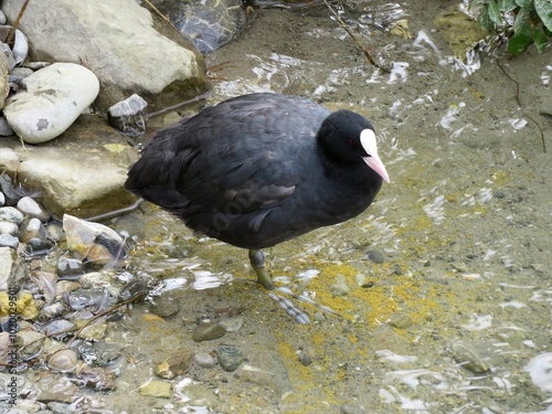 Poule d'eau photo