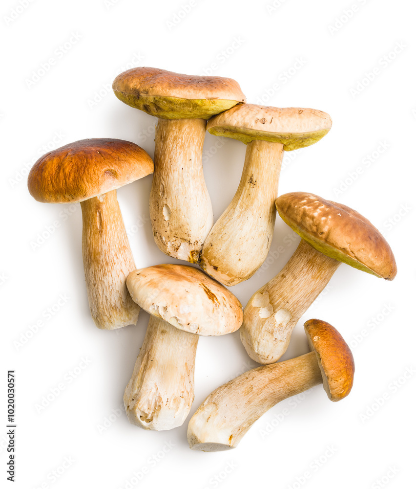 Fresh boletus mushrooms isolated on white background. Fresh boletus mushrooms isolated on white background.