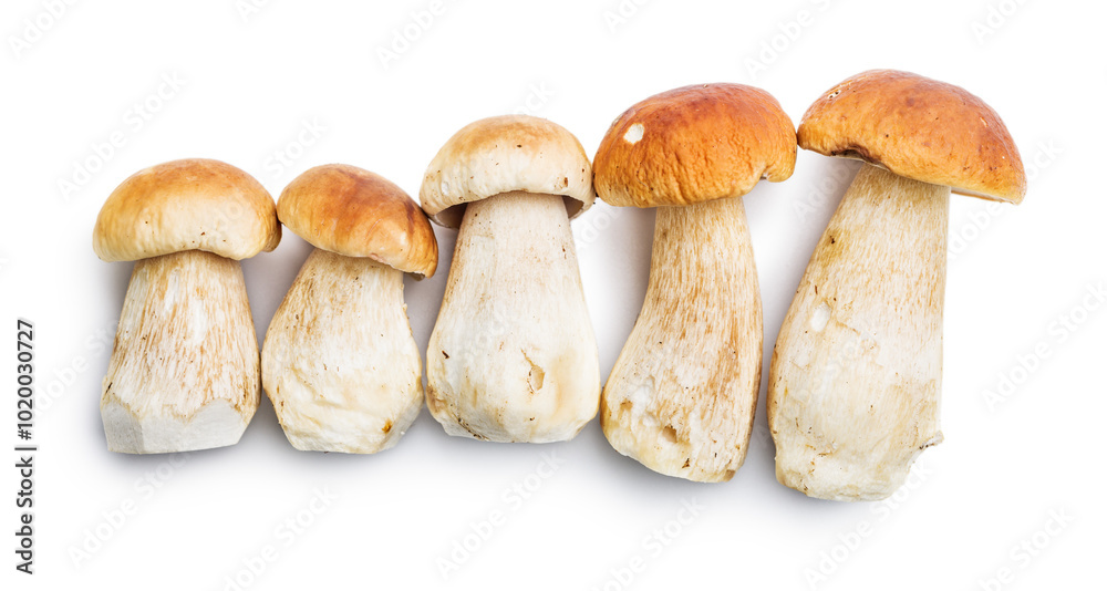 Fresh boletus mushrooms isolated on white background. Fresh boletus mushrooms isolated on white background.