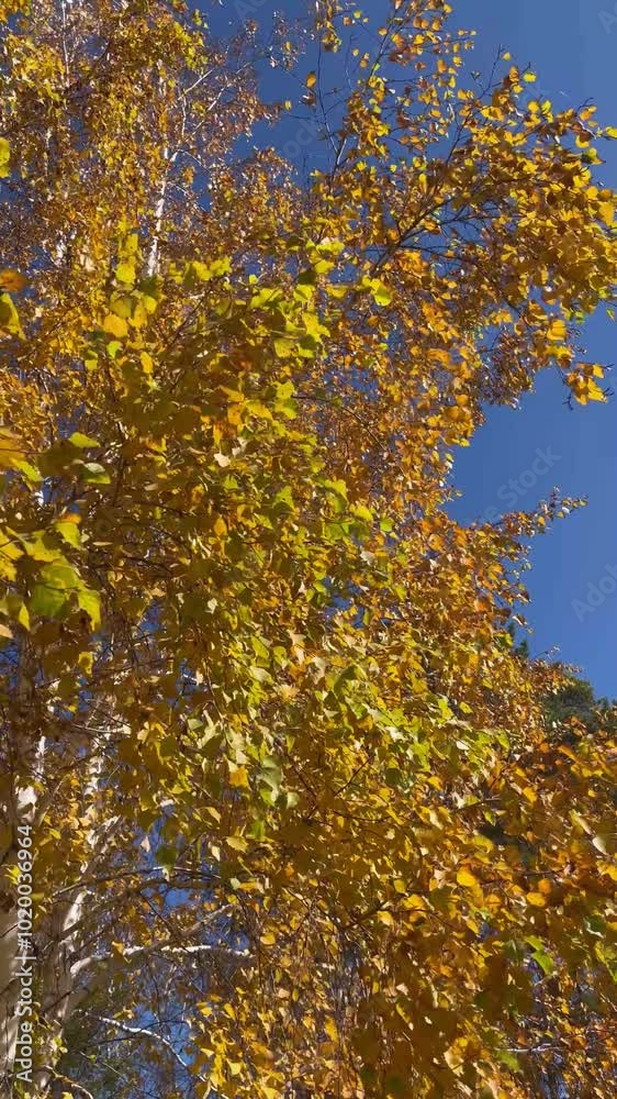 Vertical video of autumn background with bright yellow birch tree against blue sky in city park on sunny October day. Change seasons concept. Floral autumnal backdrop. Time of golden autumn, calendar Vertical video of autumn background with bright yellow birch tree against blue sky in city park on sunny October day. Change seasons concept. Floral autumnal backdrop. Time of golden autumn, calendar