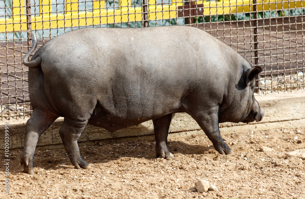 A large pig is walking through a dirt field A large pig is walking through a dirt field