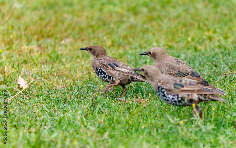 Three birds are walking on the grass Three birds are walking on the grass