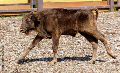 A baby bison runs in the zoo photo