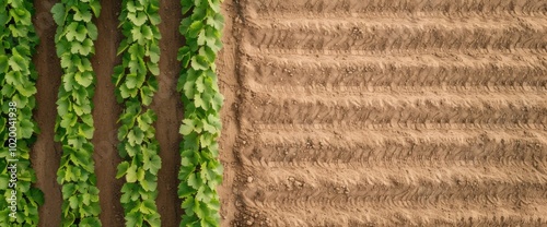 Aerial View of Rows of Green Crops and Tilled Earth in Agricultural Fields photo