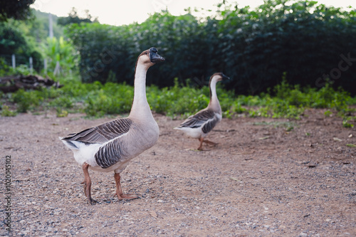 Grey goose from Nakhon Ratchasima, Thailand