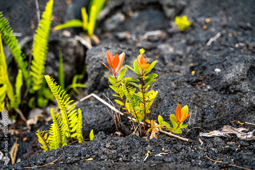 Plants growing in a solidified lava field.