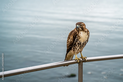 Close-up of Red-tailed Hawk (Buteo jamaicensis) photo