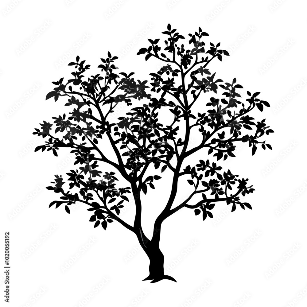 Obraz premium juniper-berry-tree-silhouette