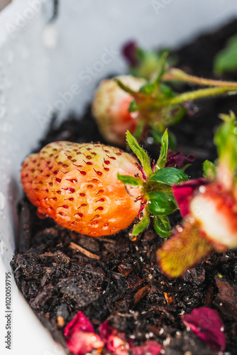 strawberry plant with fruits in white hanging pot, close-up shot at shallow depth of field photo