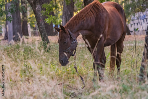 A lone horse peacefully grazing in a scenic pasture, embodying the tranquility and grace of rural life photo