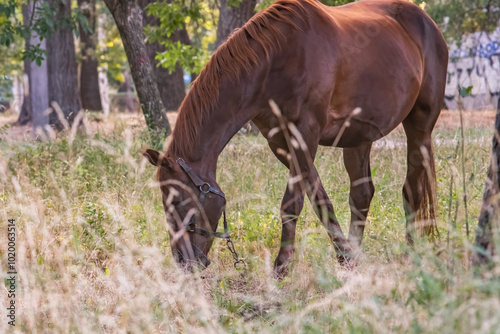 A lone horse peacefully grazing in a scenic pasture, embodying the tranquility and grace of rural life photo