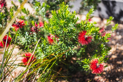 native Australian banksia bush with red flowers outdoor in beautiful tropical backyard