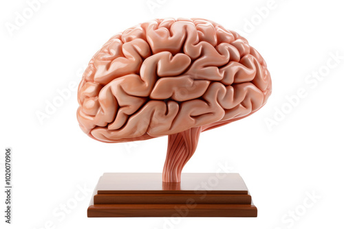 A detailed model of a human brain displayed on a wooden base, showcasing intricate anatomical features. photo