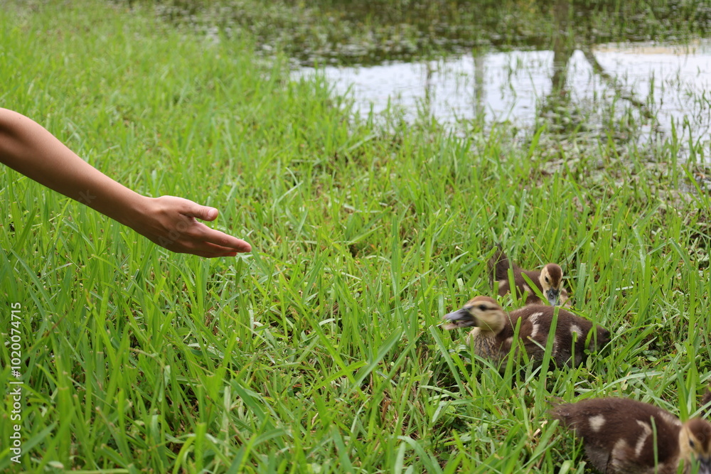 Friendship people hand and wild baby duck Friendship people hand and wild baby duck