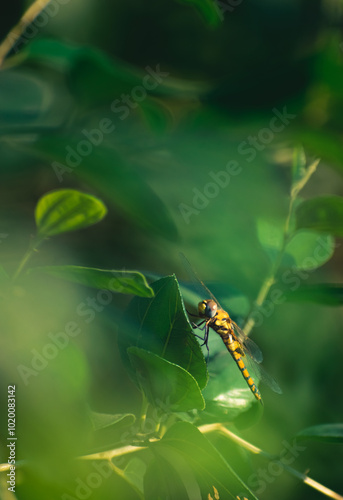 Yellow black dragonfly catch on the leaves and moving head