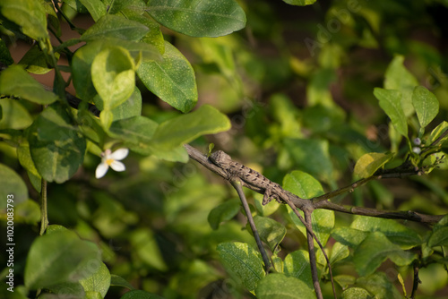 A brown and black dotted spotted indian lizard us roaming around in dark rain forest in asia