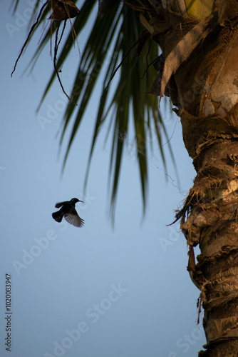 beautiful sun bird is playing on the branches of the big tree at sunrise