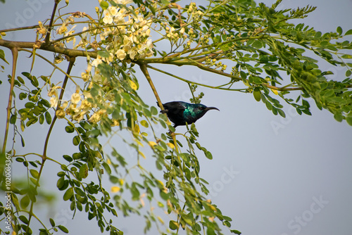 beautiful sun bird is playing on the branches of the big tree at sunrise