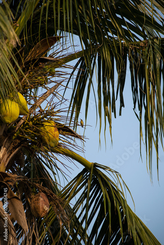 beautiful sun bird is playing on the branches of the big tree at sunrise