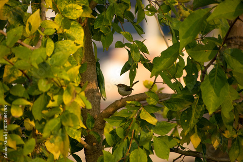 beautiful sun bird is playing on the branches of the big tree at sunrise