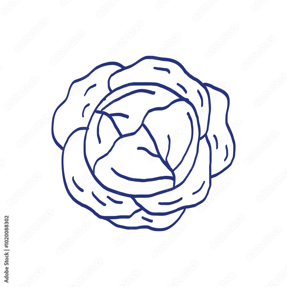 Cabbage. Vegetable sketch. Hand drawn blue pen or marker drawing. Primitive kids picture Cabbage. Vegetable sketch. Hand drawn blue pen or marker drawing. Primitive kids picture