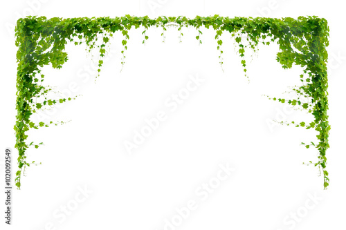 Fototapeta Naklejka Na Ścianę i Meble -  vine frame leaf vine circle Isolate on transparent background PNG file