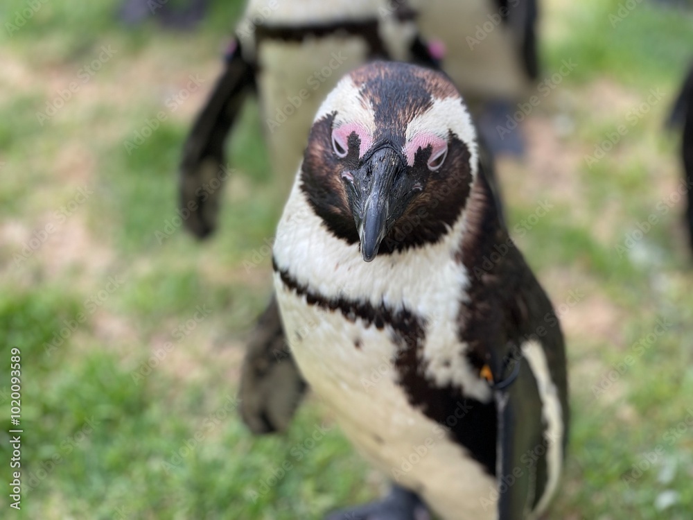 Fototapeta premium たくましいペンギン