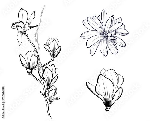 black and white hand-drawn drawing of magnolia flowers vector