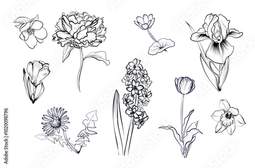 a set of hand-drawn spring flowers of peony, hyacinth, crocus, dandelion, buttercup, tulip, iris narcissus vector