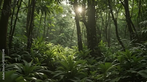 forest in the morning