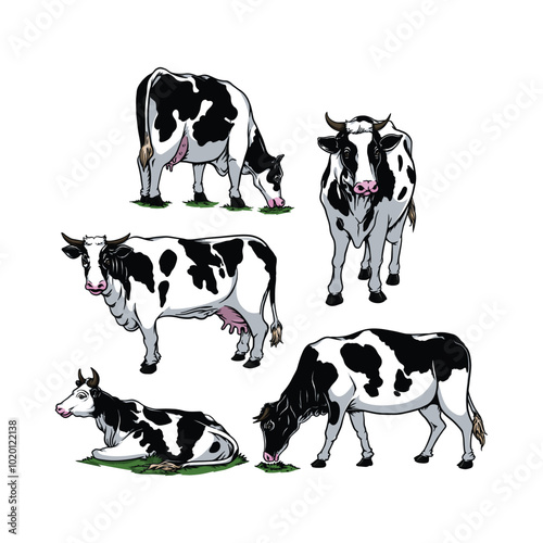 Farm Animal Cow in various Poses in hand drawn and Cartoon Vector Illustration