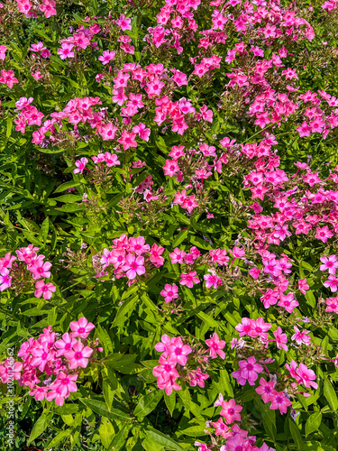 Garden phlox