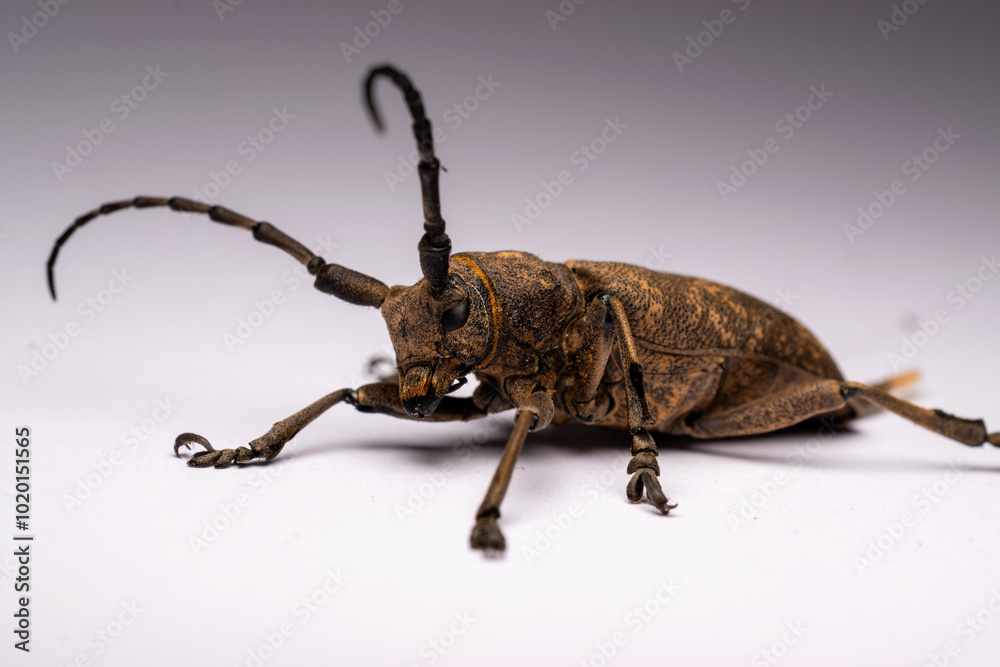 longhorn beetle longhorn beetle