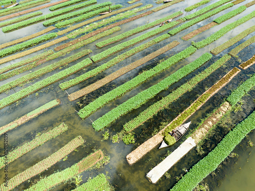 Floating farming process in Bangladesh to fight the impact of climate change photo