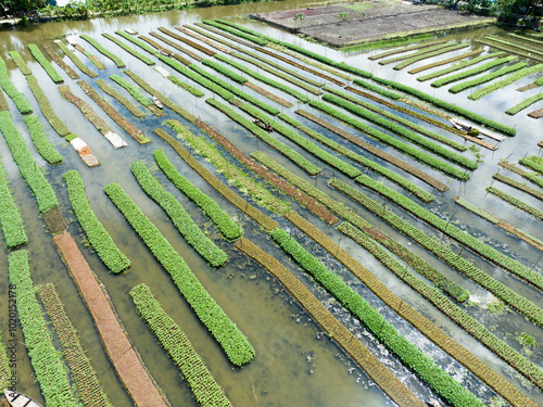 Floating farming process in Bangladesh to fight the impact of climate change photo