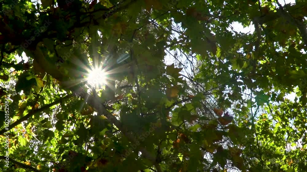 Slow motion, sun rays passing through the leaves of the tree on an autumn morning.