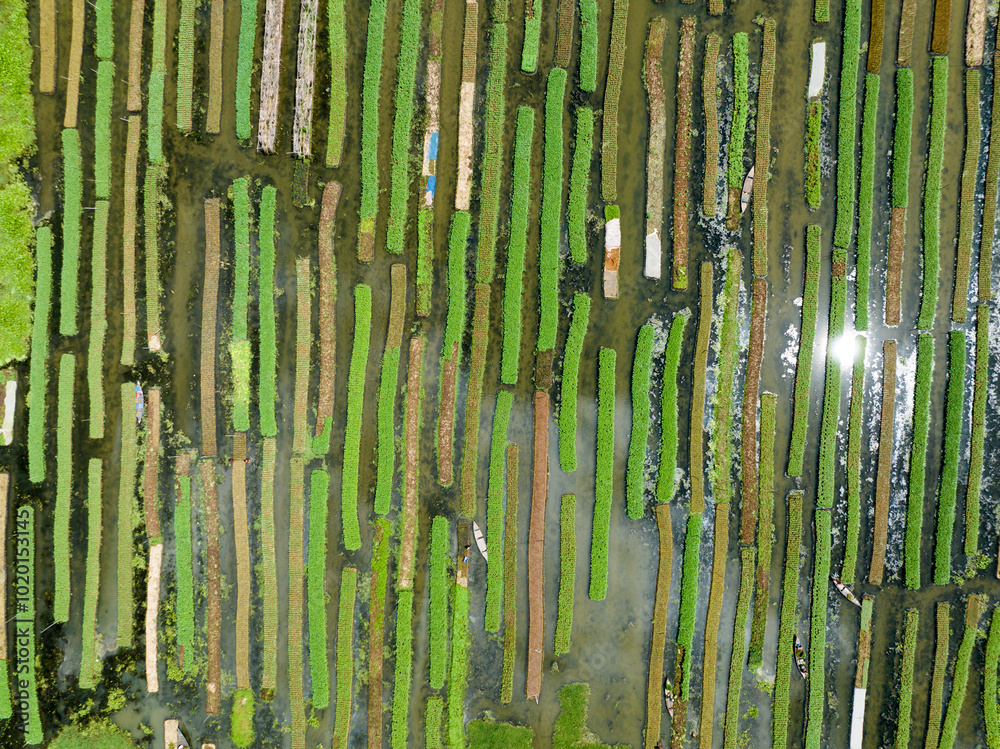 Obraz premium Floating farming process in Bangladesh to fight the impact of climate change
