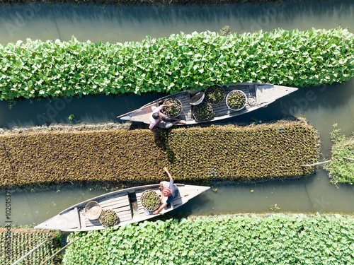 Floating farming process in Bangladesh to fight the impact of climate change photo