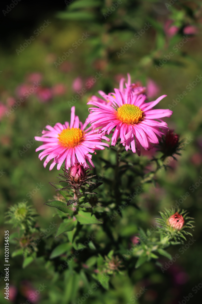 PInk Aster flowers in the garden. Aster Frikarti flowers on autumn PInk Aster flowers in the garden. Aster Frikarti flowers on autumn