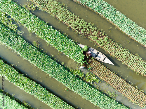 Floating farming process in Bangladesh to fight the impact of climate change photo