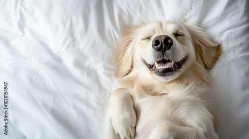 A one white golden retriever puppy lying on a white bed with its belly exposed and sleeping. photo