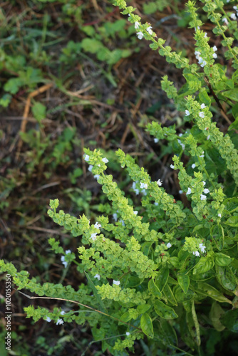 Basil plant in bloom with little white flowers on branches. Ocimum basilicum in the vegetable garden photo