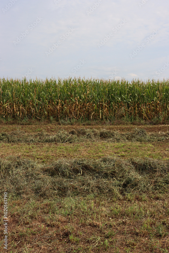 Obraz premium Close-up of mowed meadow on summer. Hay in a row on field. Agricultural field in northern Italy