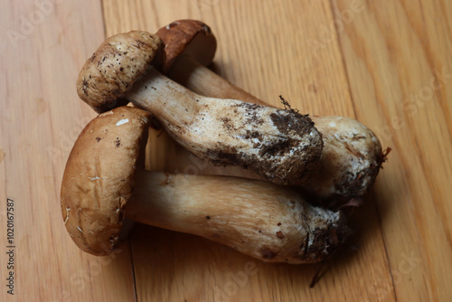 Three Porcino mushrooms on wooden table. Boletus edulis photo