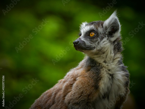 Pose young monkey lemur - catta lemur on green background