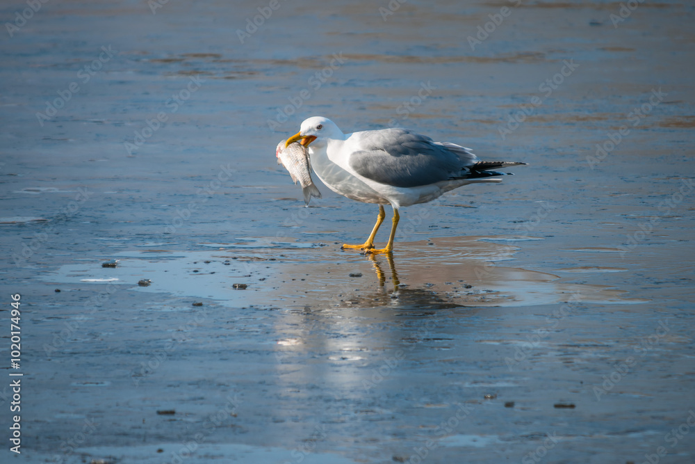 A seagull standing on an ice floe holds a caught fish with its beak A seagull standing on an ice floe holds a caught fish with its beak
