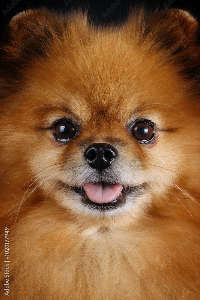 close up face of pomeranian spitz close up face of pomeranian spitz